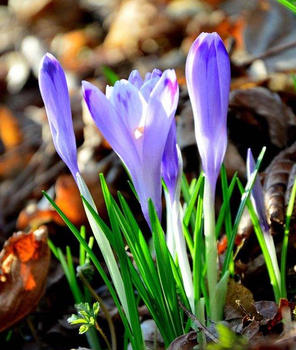 ׯ����Ϸ��(�й���)���޹�˾����