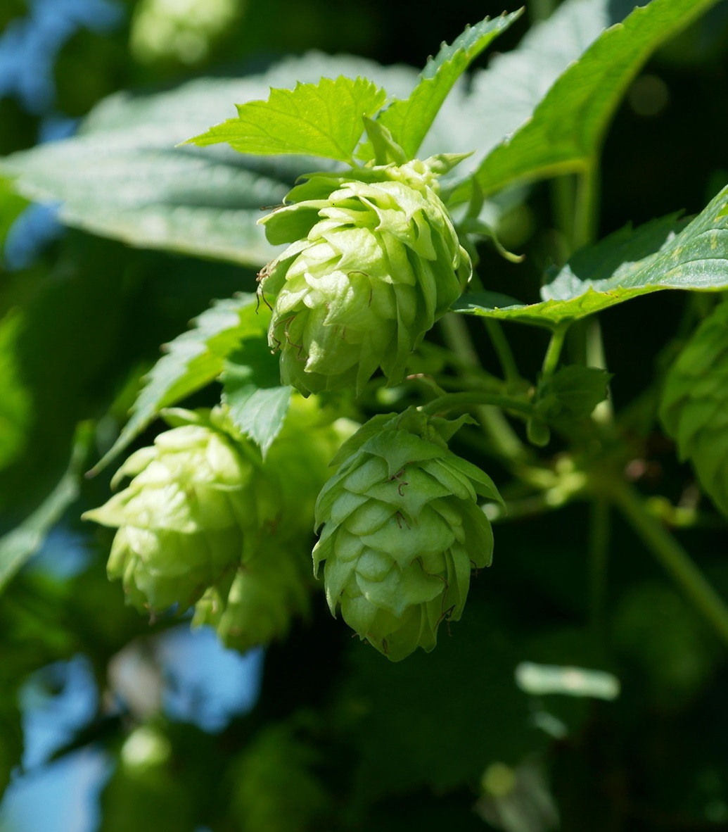 ׯ����Ϸ��(�й���)���޹�˾����